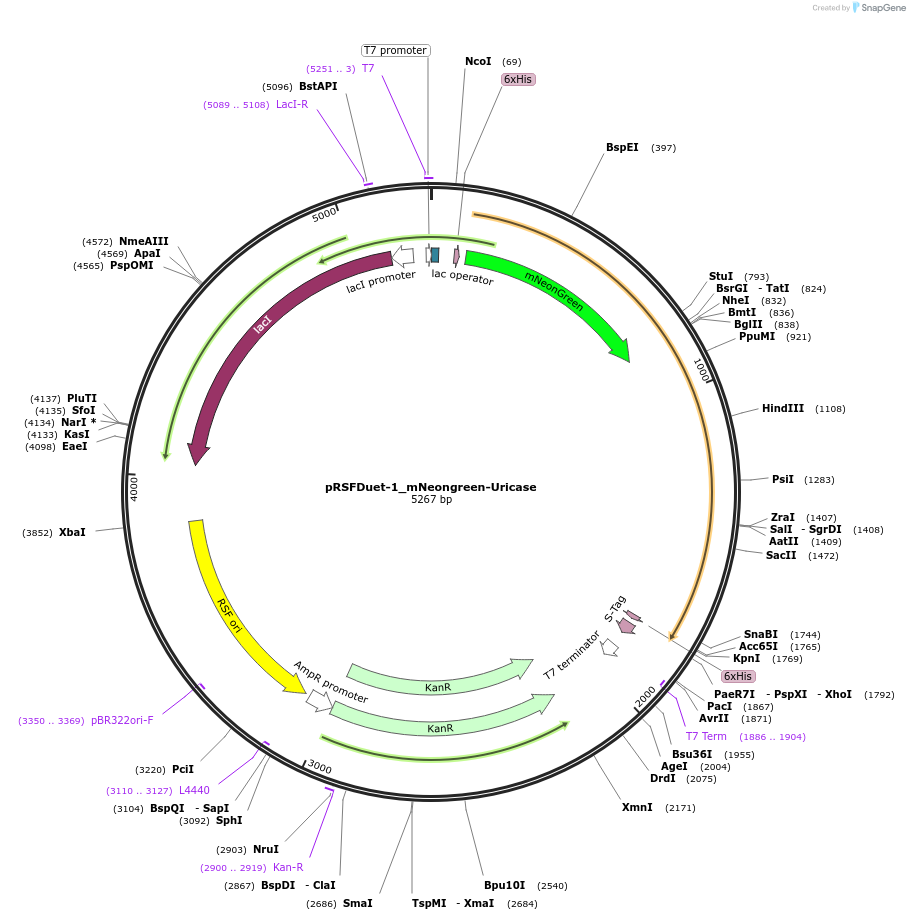 182416-plasmid-map-sequence-id-360460