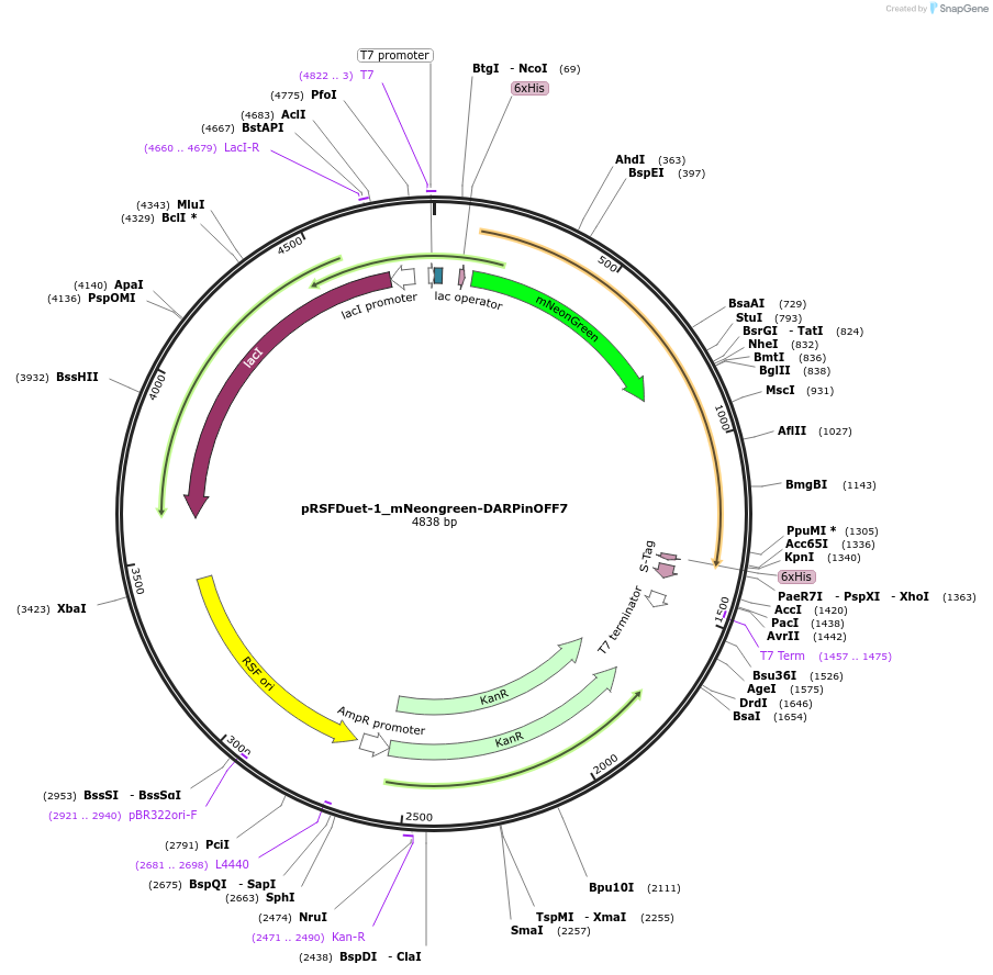 182414-plasmid-map-sequence-id-360461