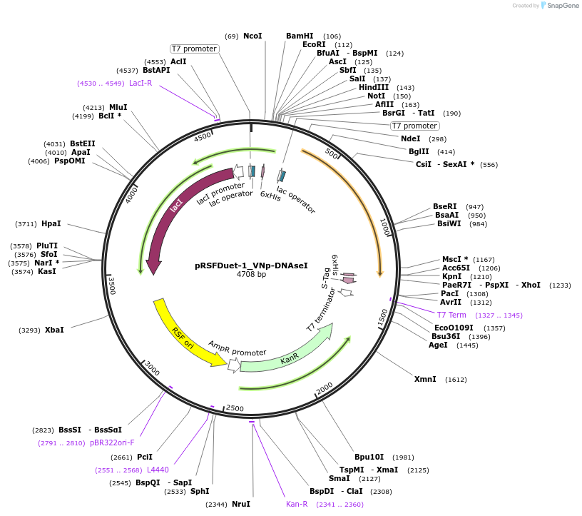 182409-plasmid-map-sequence-id-360462