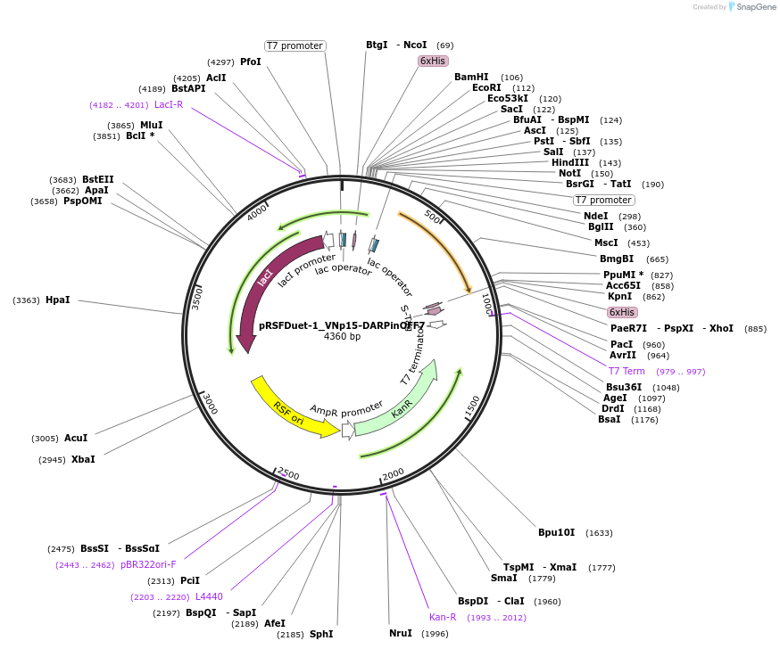 182399-plasmid-map-sequence-id-360465