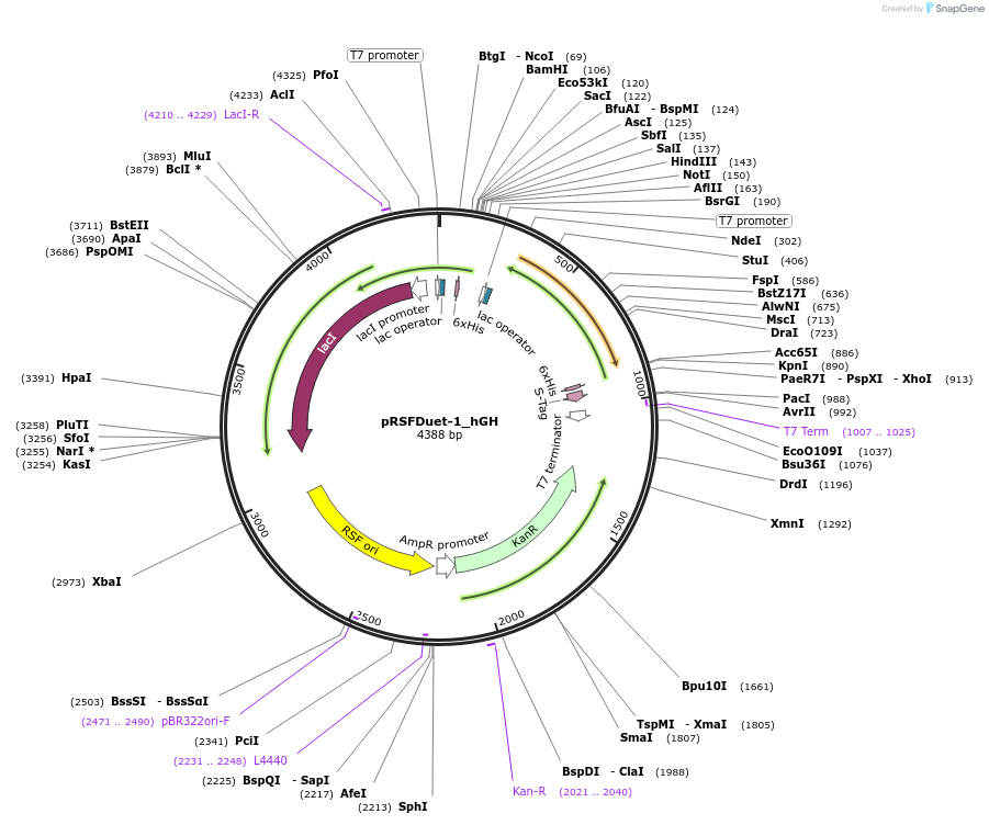 182410-plasmid-map-sequence-id-360467