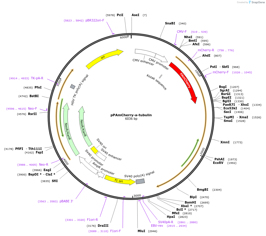 31930-plasmid-map-sequence-id-36047