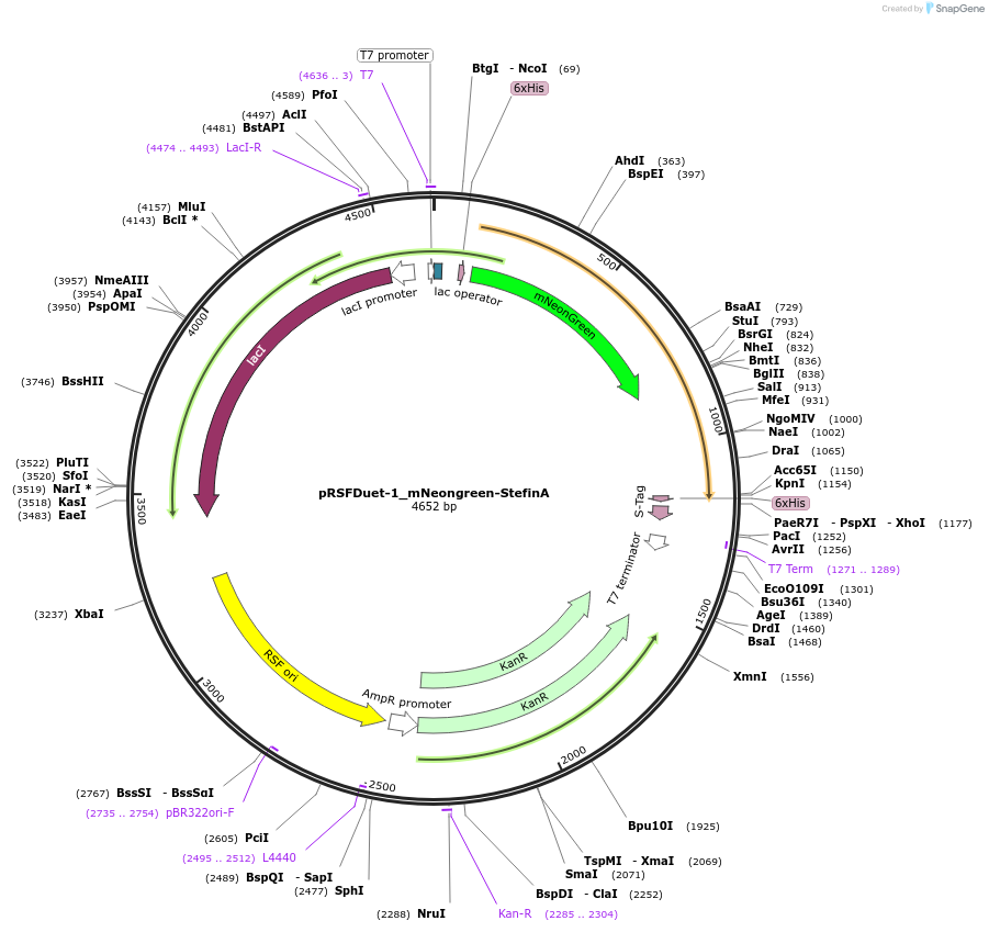 182418-plasmid-map-sequence-id-360470