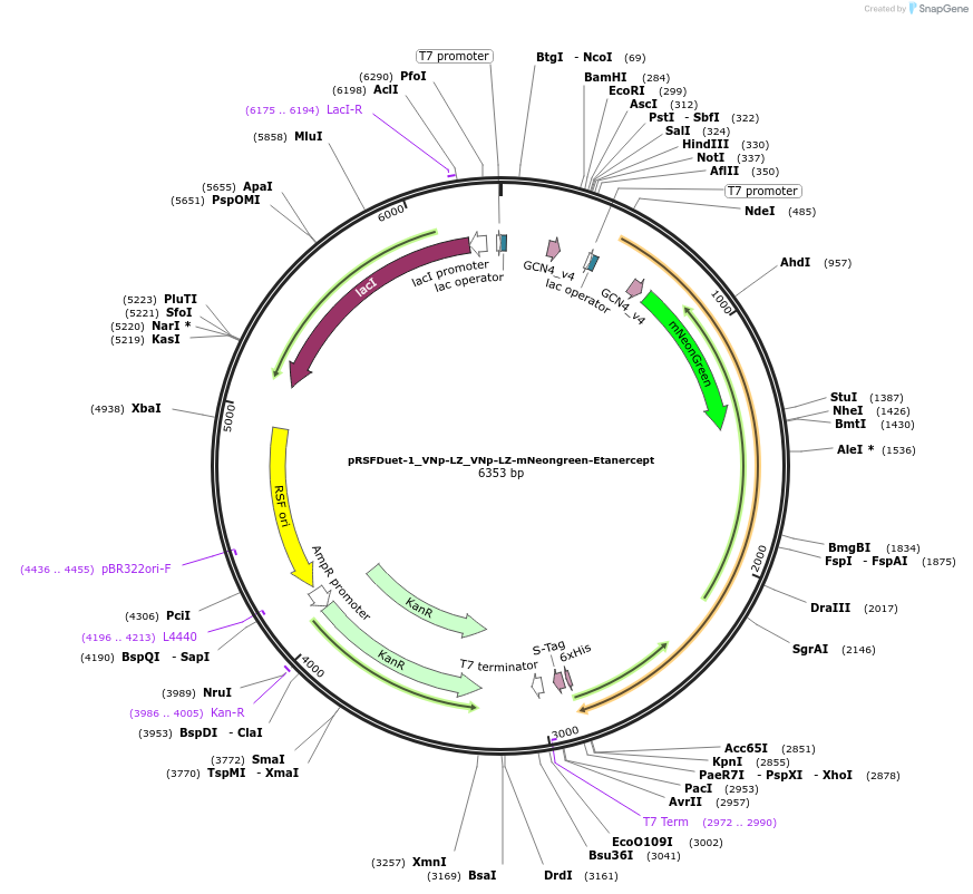 182424-plasmid-map-sequence-id-360472