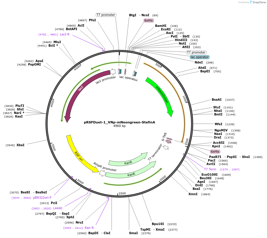 182419-plasmid-map-sequence-id-360473