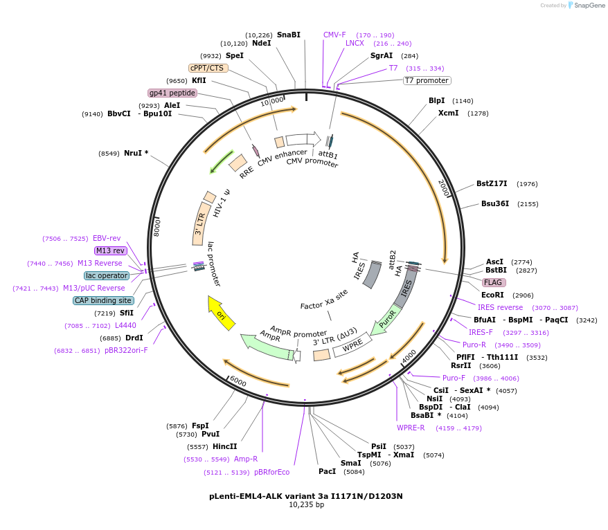 183833-plasmid-map-sequence-id-360485