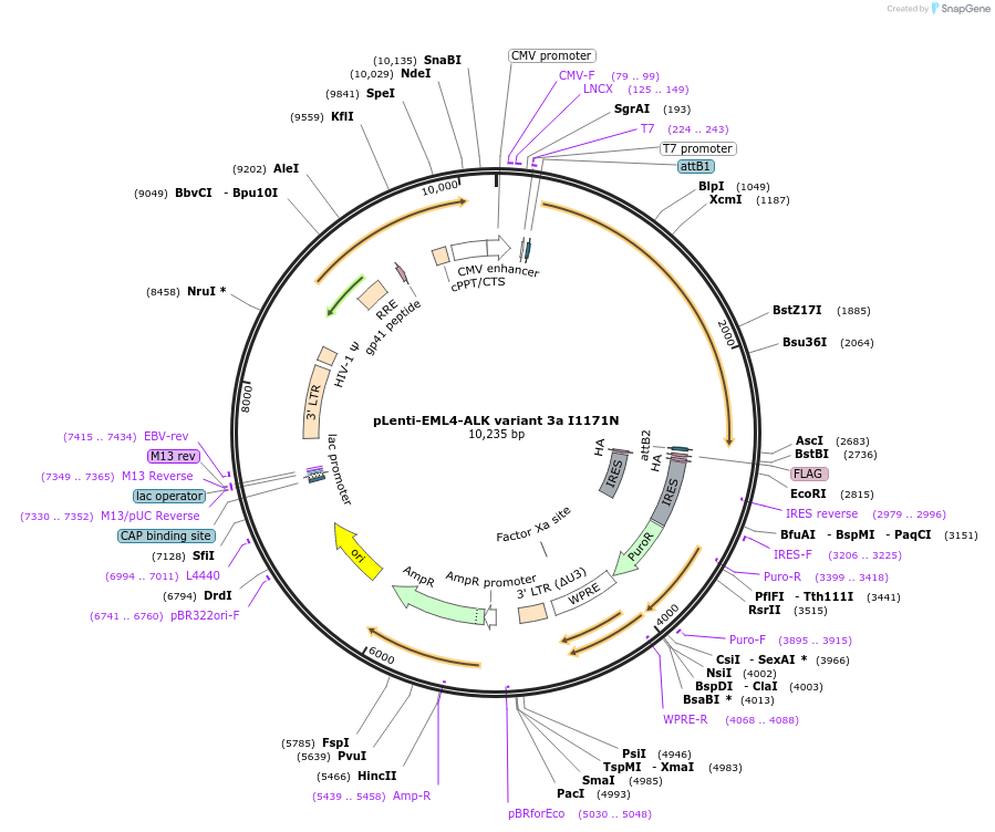183832-plasmid-map-sequence-id-360487