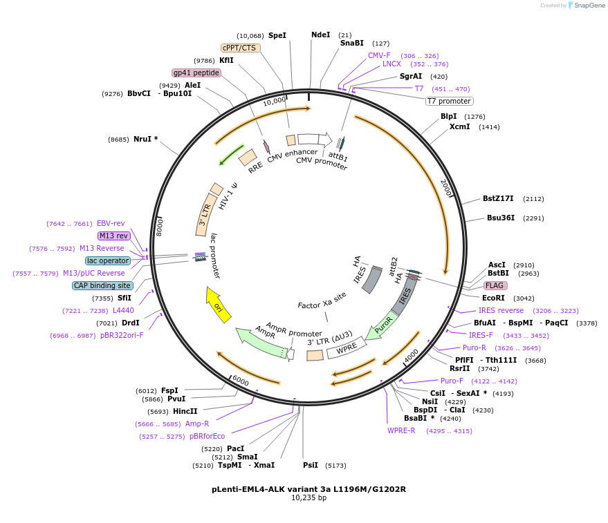 183831-plasmid-map-sequence-id-360488