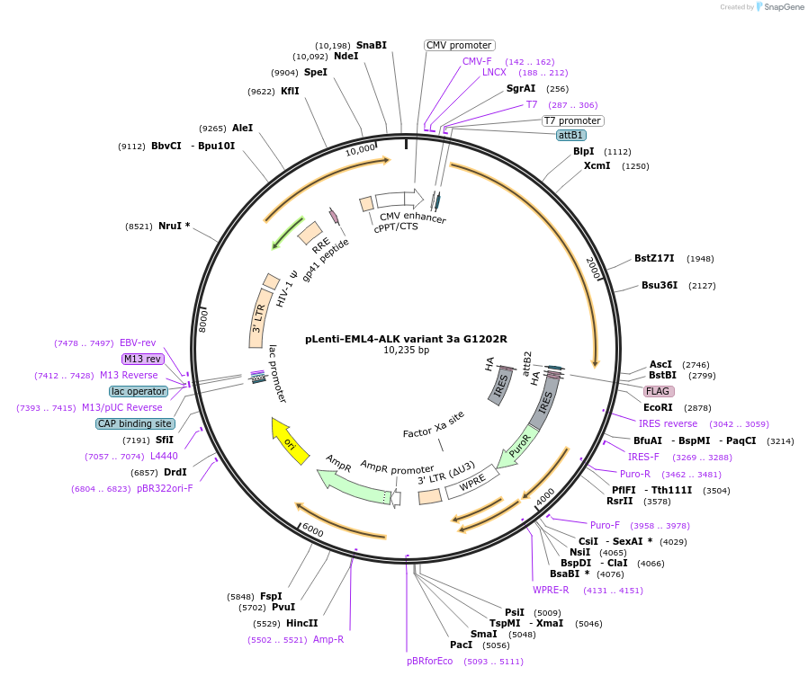 183830-plasmid-map-sequence-id-360489