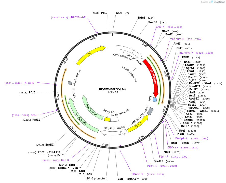 31932-plasmid-map-sequence-id-36049