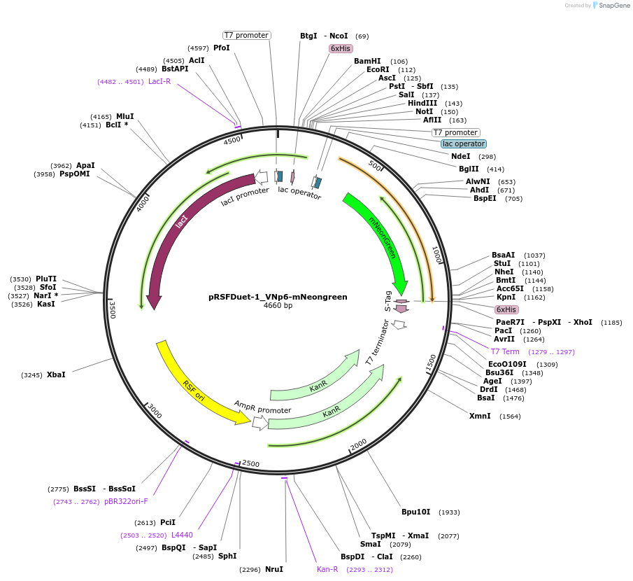 182388-plasmid-map-sequence-id-360490