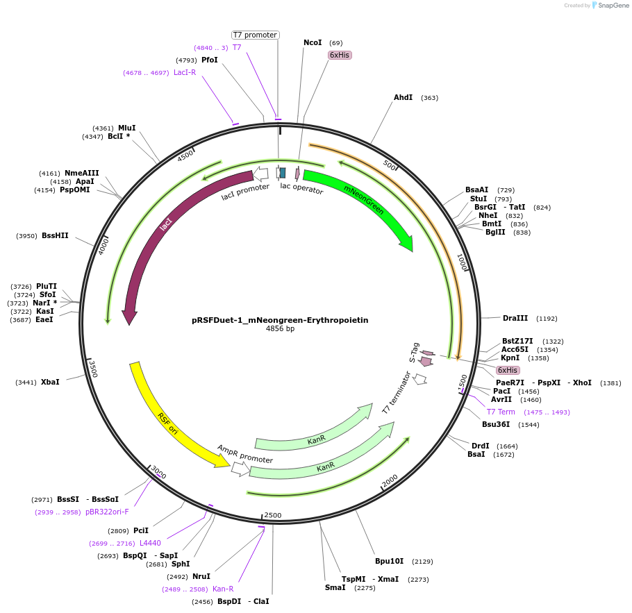 182422-plasmid-map-sequence-id-360492
