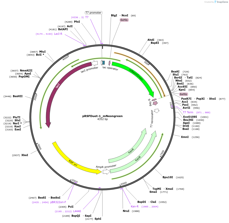 182413-plasmid-map-sequence-id-360493