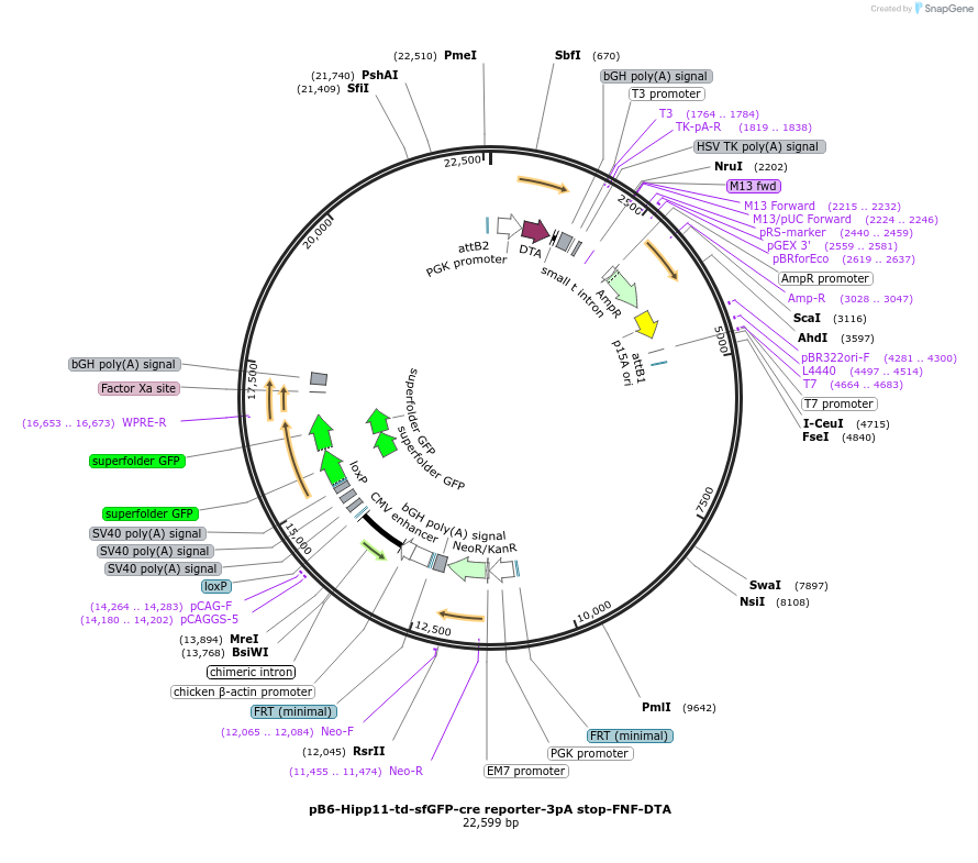 183026-plasmid-map-sequence-id-360495