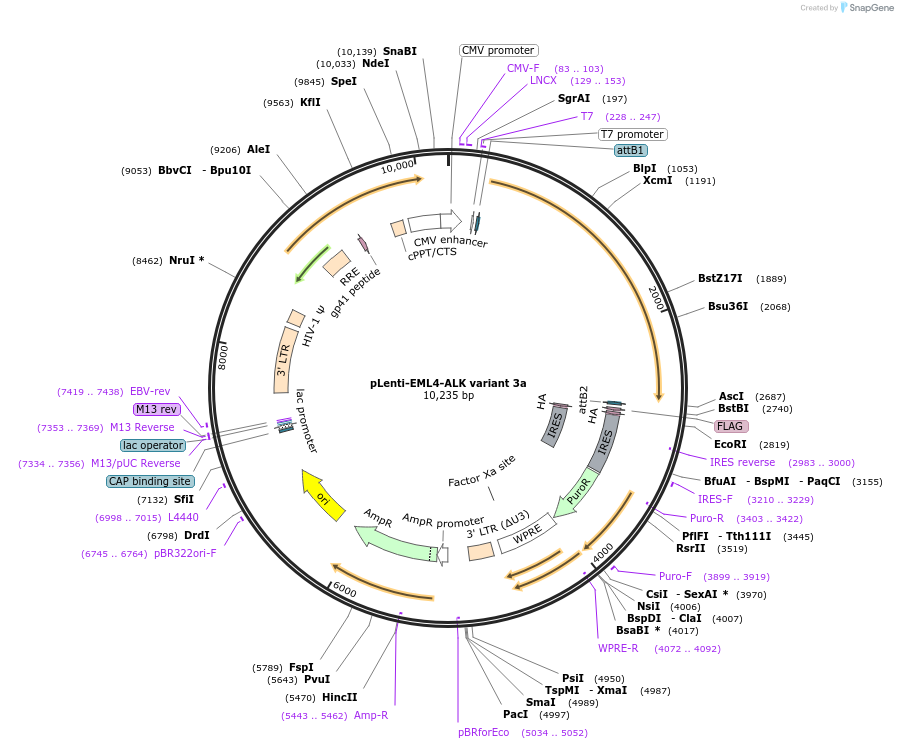 183829-plasmid-map-sequence-id-360496