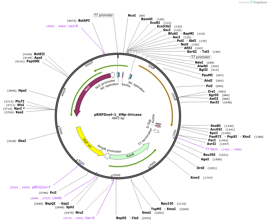 182401-plasmid-map-sequence-id-360498