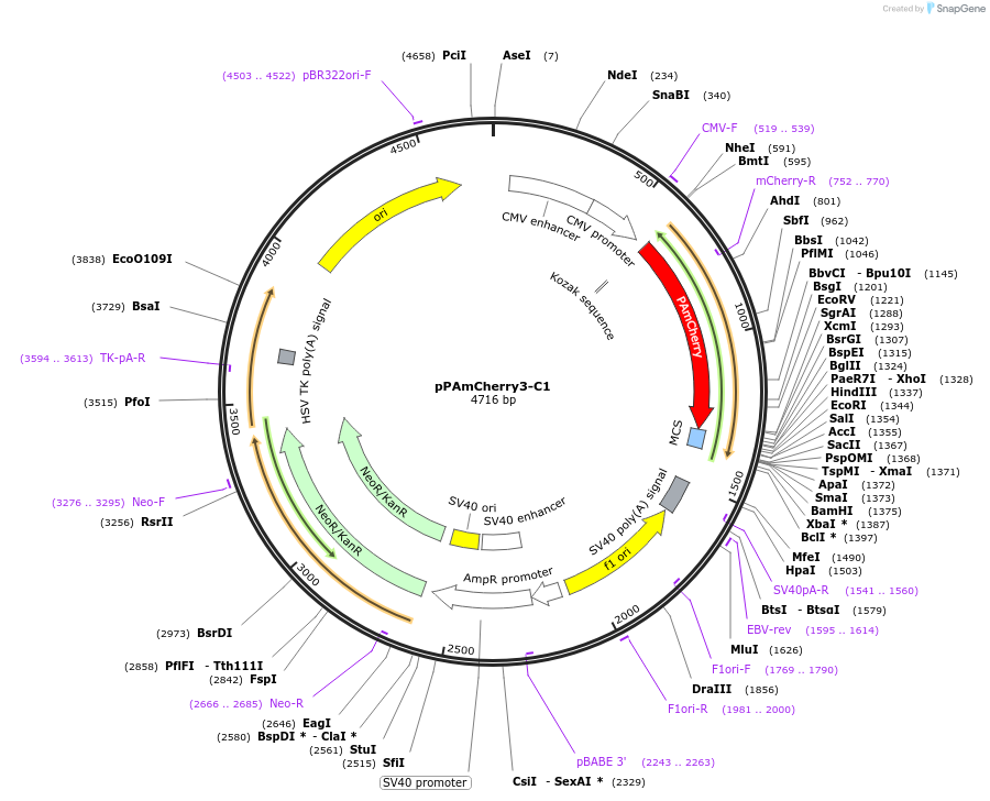 31933-plasmid-map-sequence-id-36050