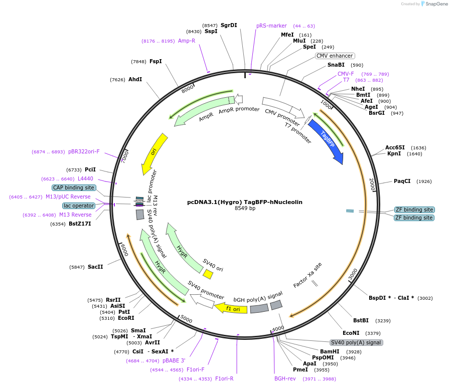182592-plasmid-map-sequence-id-360500