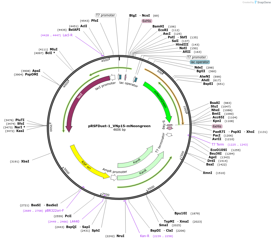 182389-plasmid-map-sequence-id-360501