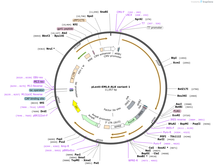 183828-plasmid-map-sequence-id-360502