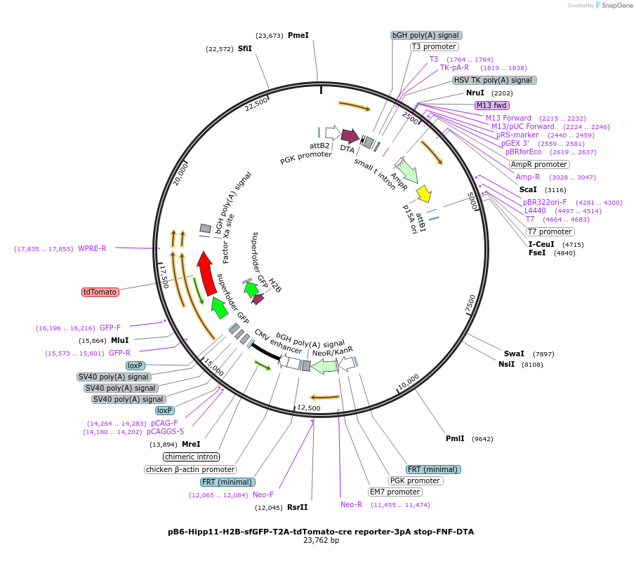 183027-plasmid-map-sequence-id-360504