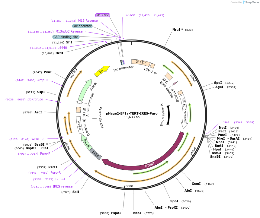 182590-plasmid-map-sequence-id-360506
