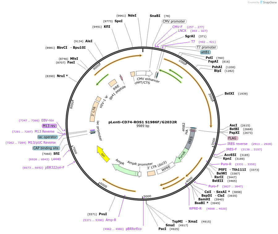 183821-plasmid-map-sequence-id-360527