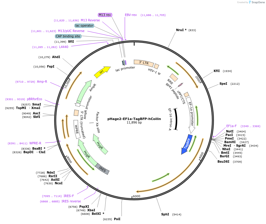 182589-plasmid-map-sequence-id-360528