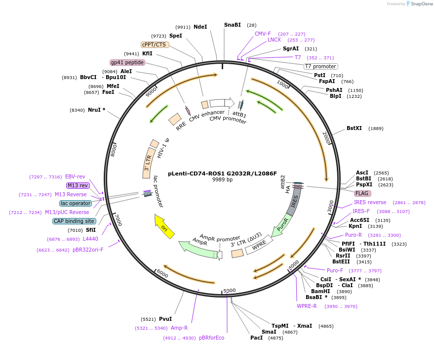 183820-plasmid-map-sequence-id-360529