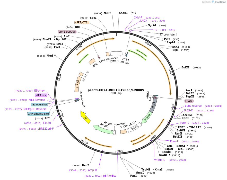 183818-plasmid-map-sequence-id-360531