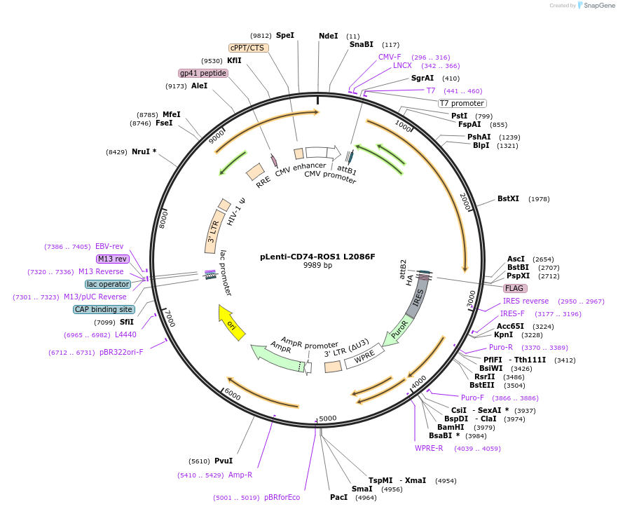 183816-plasmid-map-sequence-id-360533