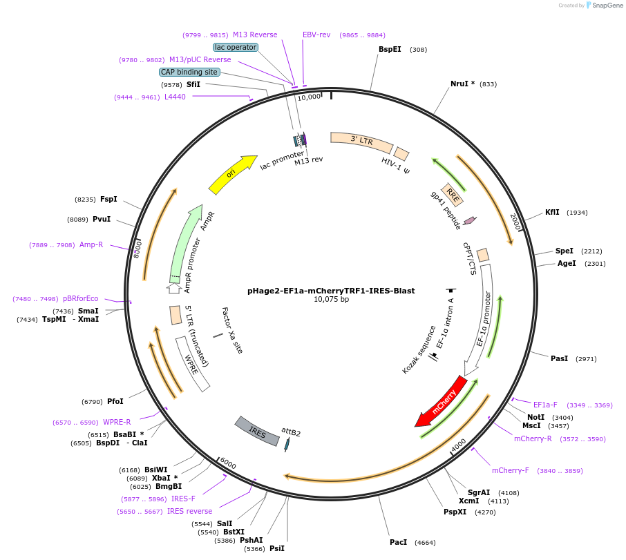 182588-plasmid-map-sequence-id-360534