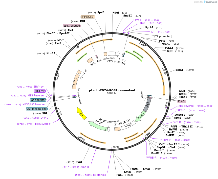 183813-plasmid-map-sequence-id-360542