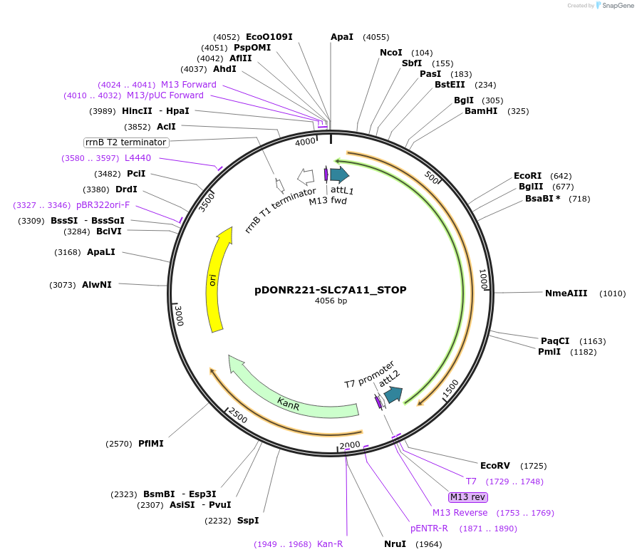 161410-plasmid-map-sequence-id-360560