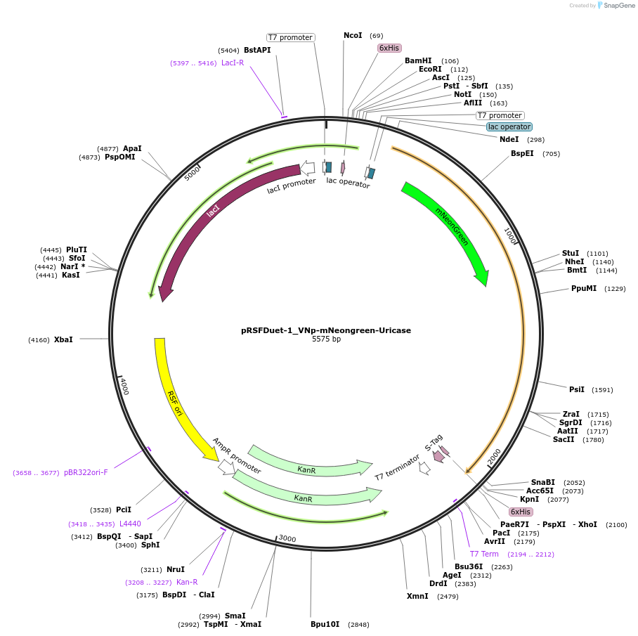 182417-plasmid-map-sequence-id-360564