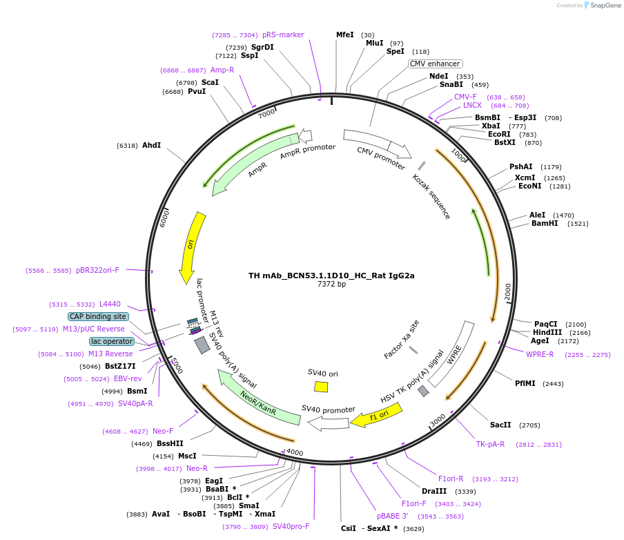 182898-plasmid-map-sequence-id-360570