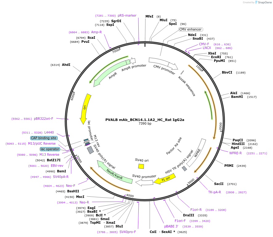 182894-plasmid-map-sequence-id-360571