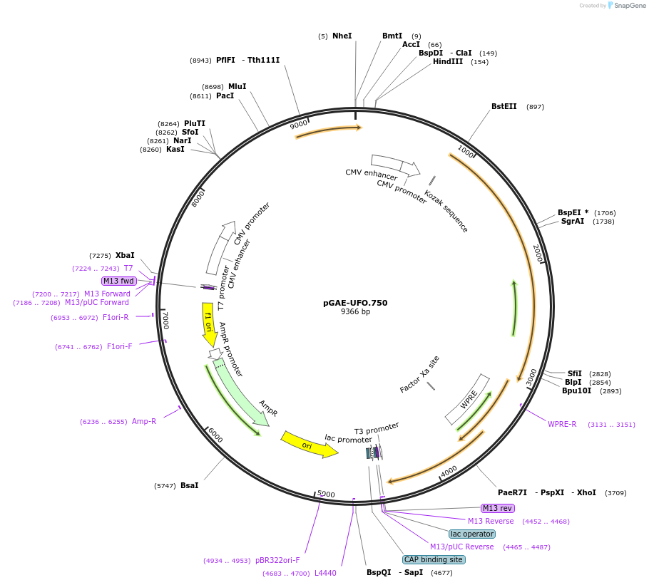 183472-plasmid-map-sequence-id-360574