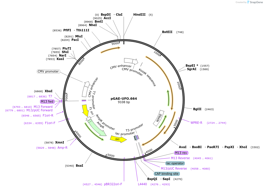 183471-plasmid-map-sequence-id-360575