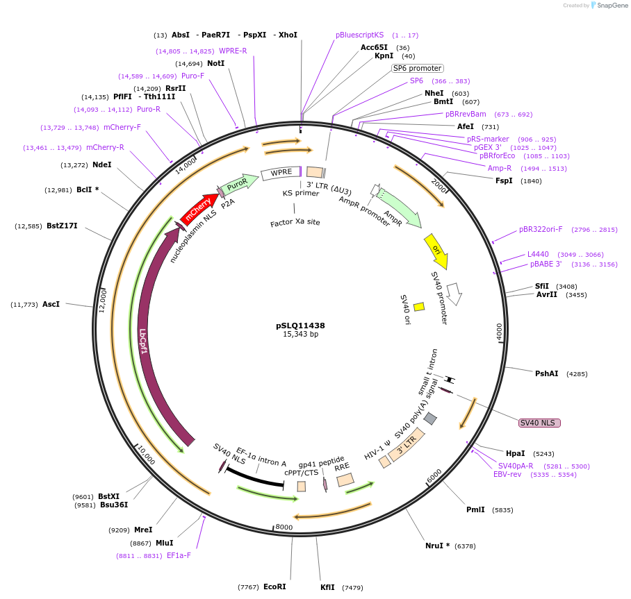 183204-plasmid-map-sequence-id-360577