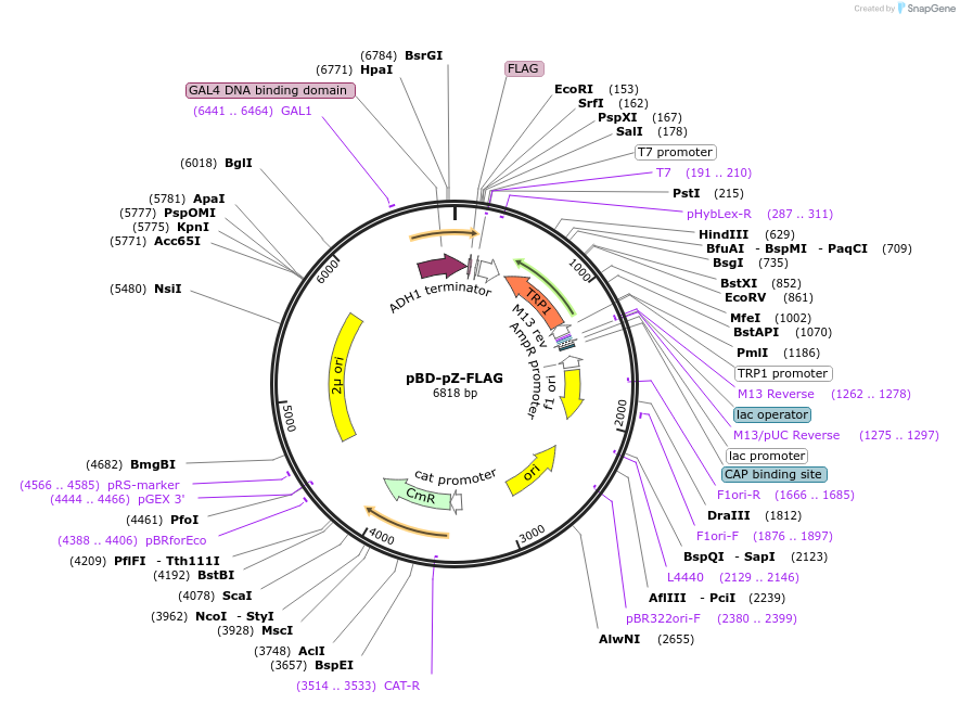 183148-plasmid-map-sequence-id-360585