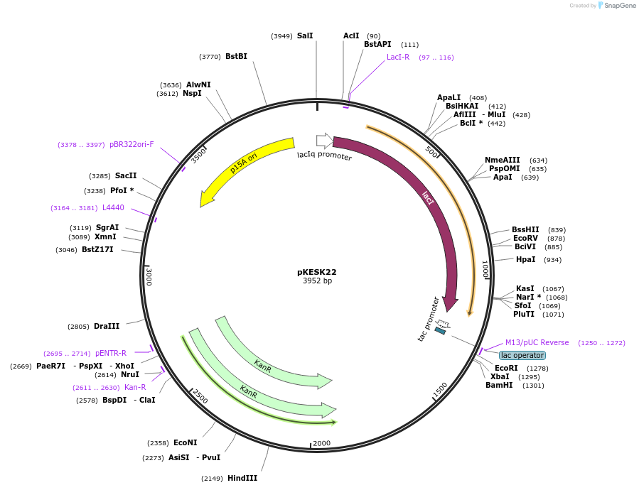 64857-plasmid-map-sequence-id-360587