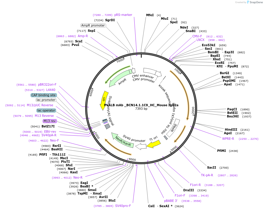 182888-plasmid-map-sequence-id-360592