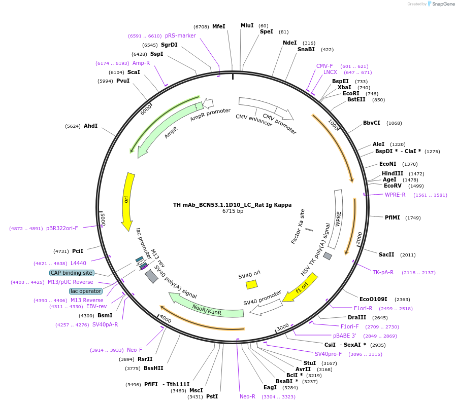 182899-plasmid-map-sequence-id-360595