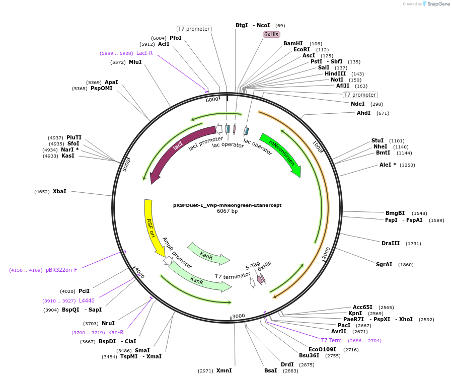 182421-plasmid-map-sequence-id-360639