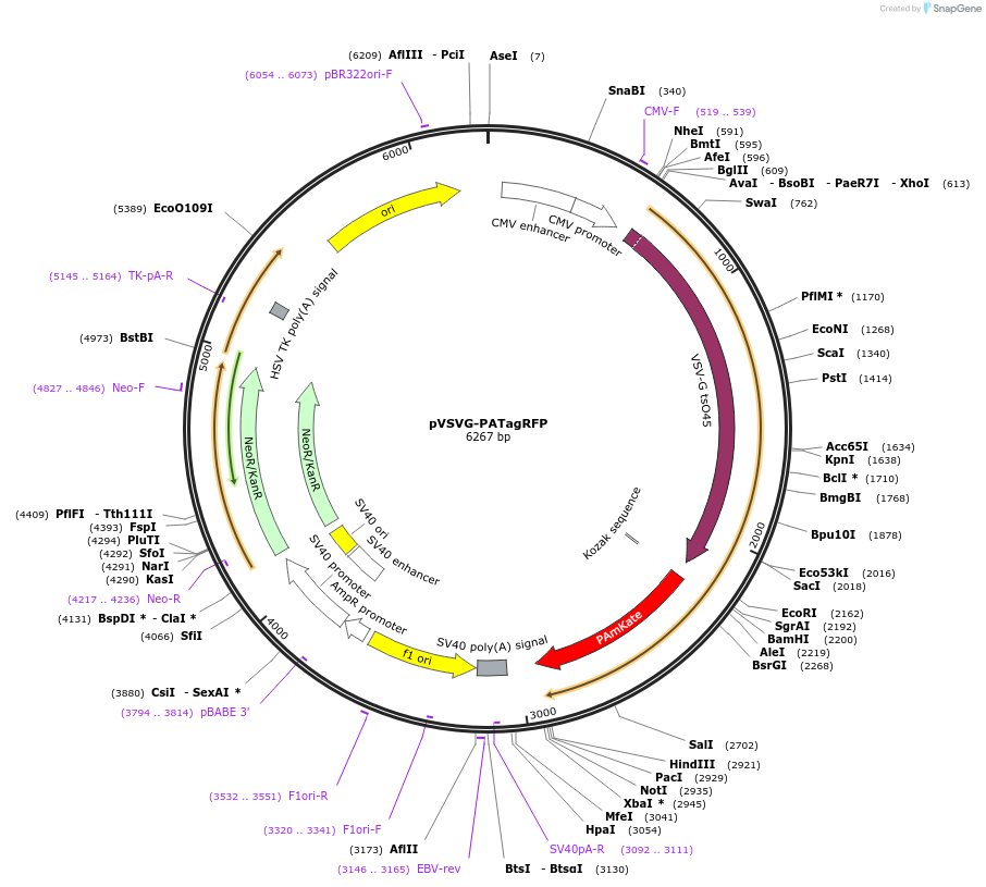 31947-plasmid-map-sequence-id-36064
