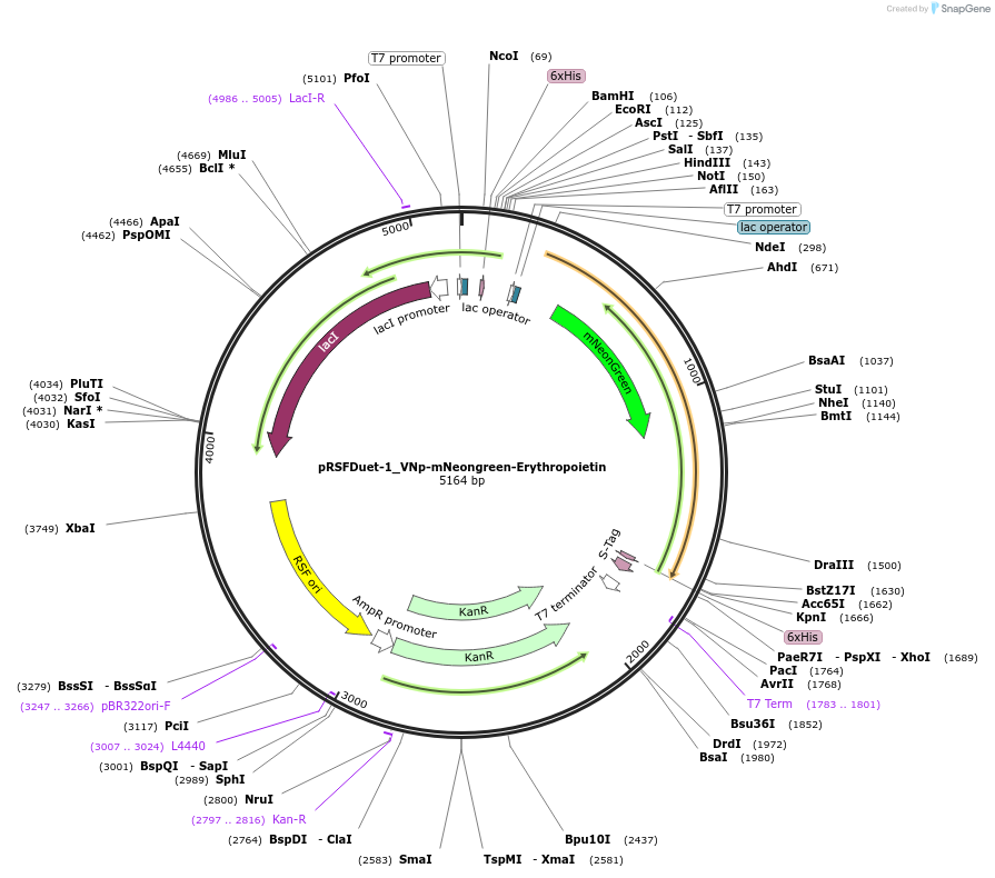 182423-plasmid-map-sequence-id-360642