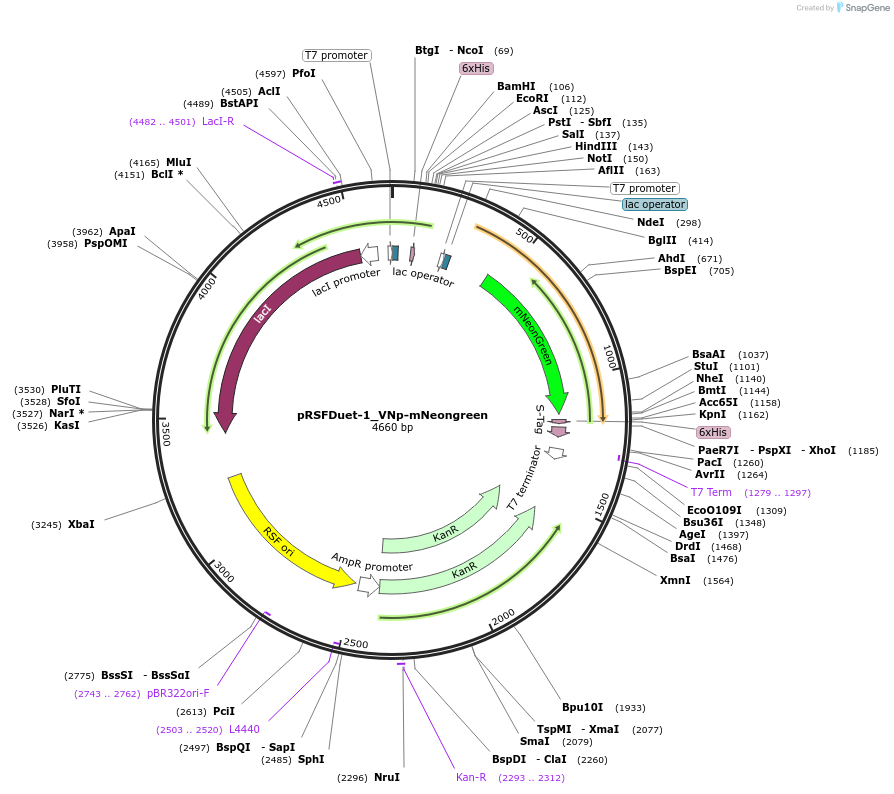 182387-plasmid-map-sequence-id-360652