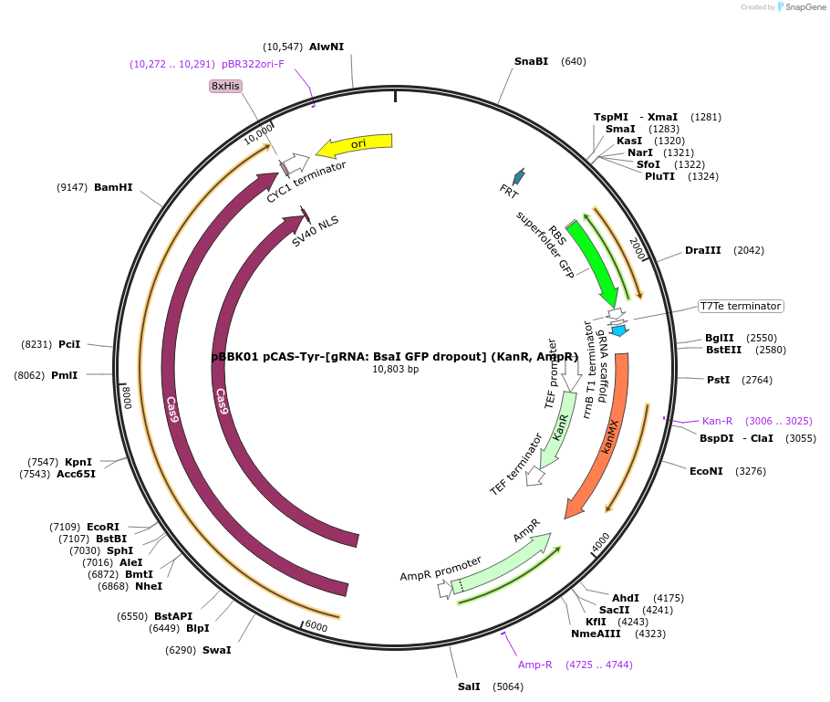 178985-plasmid-map-sequence-id-360653