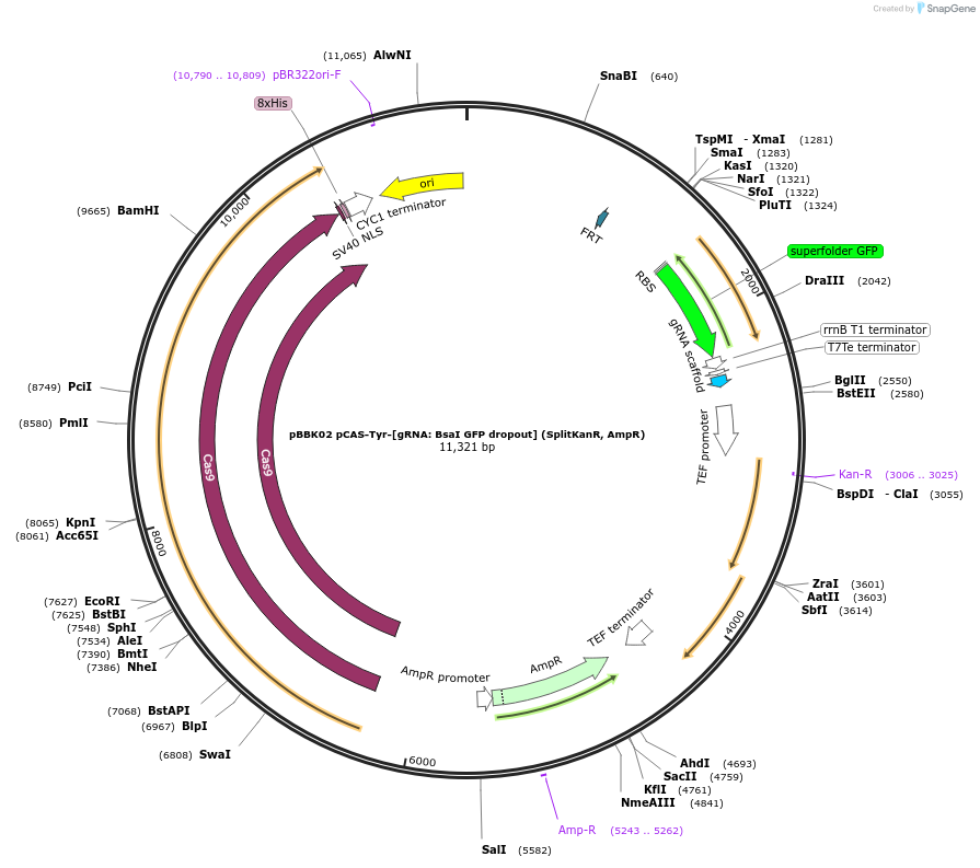 178986-plasmid-map-sequence-id-360654